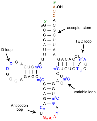 <span class="mw-page-title-main">Cloverleaf model of tRNA</span>