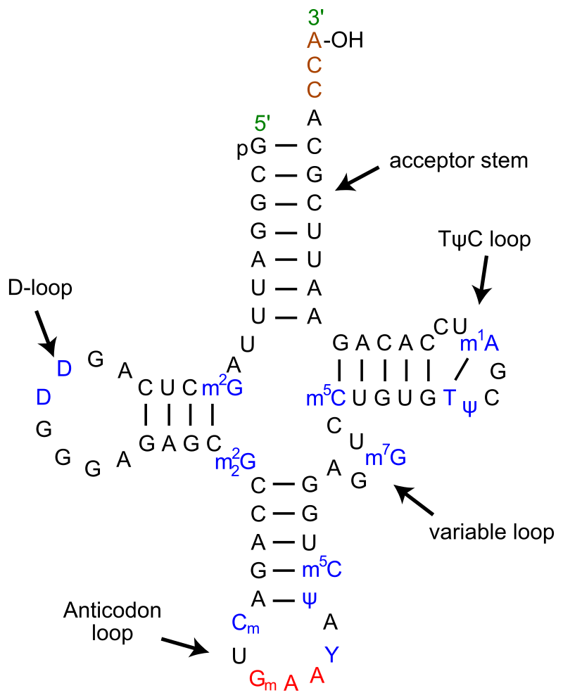 Cloverleaf Model Of Trna Wikipedia