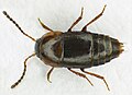 Tachinus corticinus