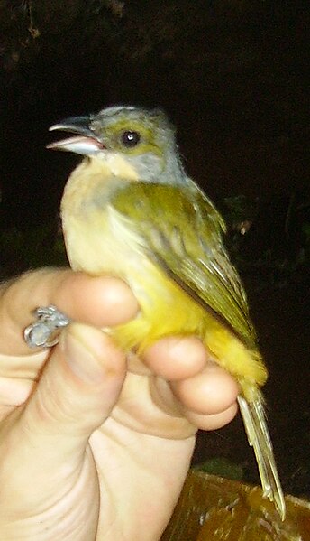 File:Tachyphonus surinamus female ecuador.jpg