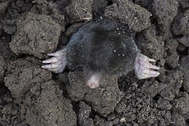 Talpa europaea, Common Mole, Mol 04.jpg