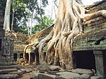 Trädrötter i tempelruinen Ta Prohm i Angkor i Kambodja.