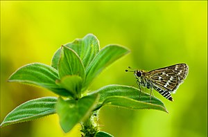 Taractrocera maevius Madayippara Kerala India.jpg