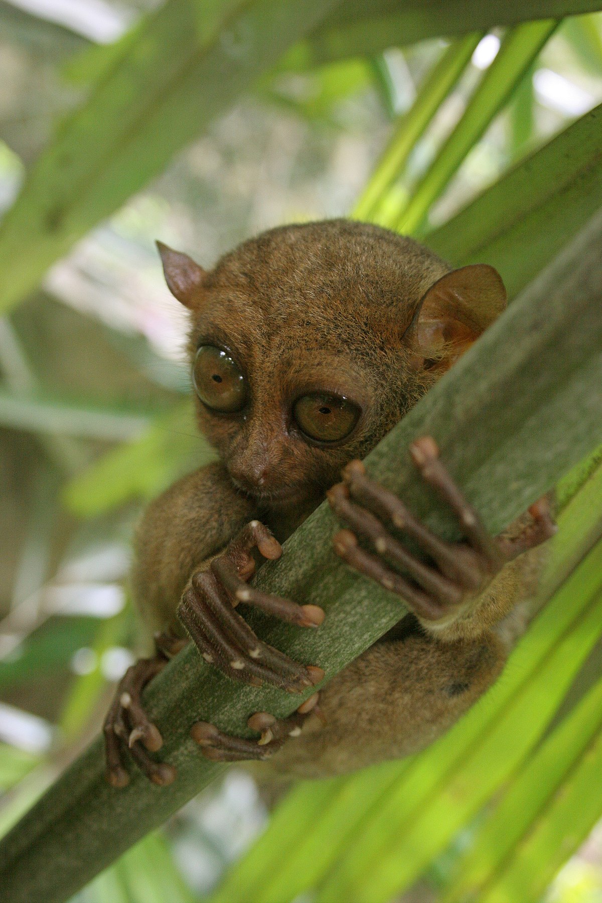 Philippine tarsier - Wikipedia