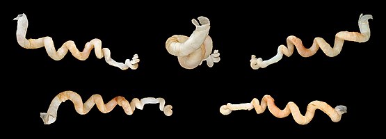 Five views of a shell of a Worm snail, Tenagodus trochlearis