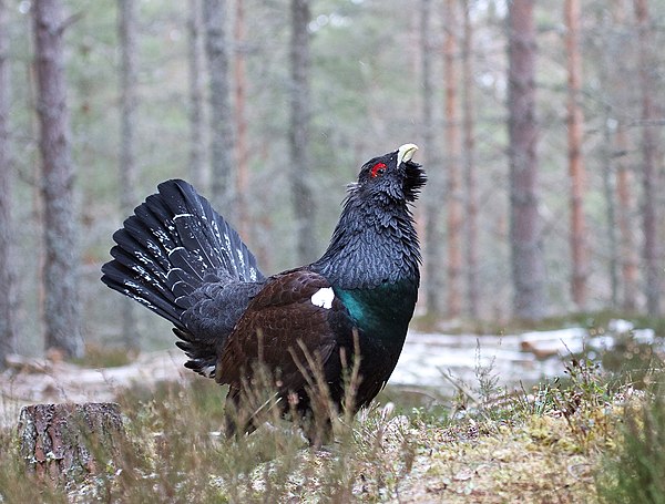 Звук издает глухарь. Глухарь (Tetrao urogallus). Фазан тетерев Глухарь. Боровая дичь рябчик. Глухарь тетерев рябчик.