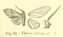 Thalesa citrina.png