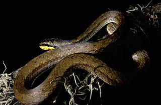 <i>Mesotes rutilus</i> Species of snake