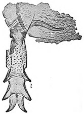 ウミサソリの生殖肢