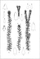 The Sphagnaceae or peat-mosses of Europe and North America (20748562975).jpg