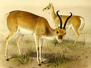 The book of antelopes (1894) Procapra przewalskii.jpg