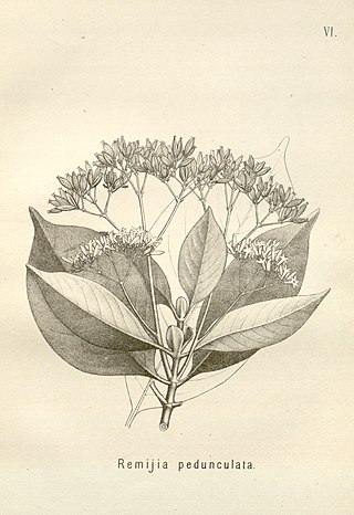 <i>Ciliosemina</i> Genus of plants
