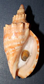 <i>Callipara ponsonbyi</i> Species of gastropod