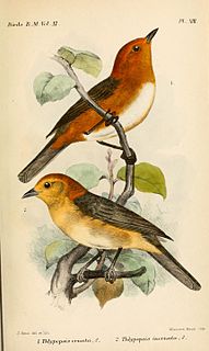 <i>Thlypopsis</i> Genus of birds