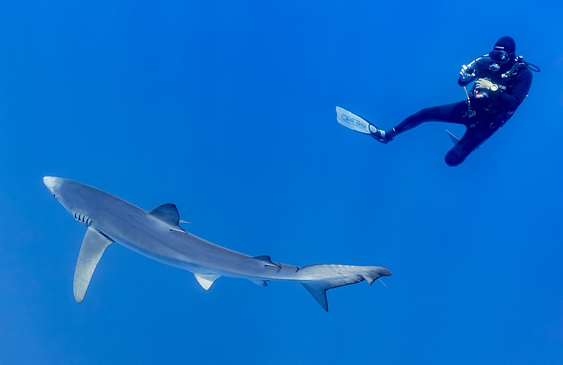 File:Tiburón azul (Prionace glauca) y submarinista, canal Fayal-Pico, islas Azores, Portugal, 2020-07-27, DD 08.jpg