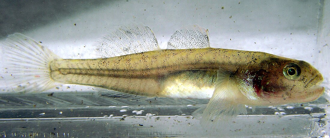 Northern tidewater goby