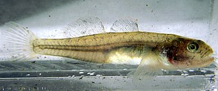 Northern tidewater goby Species of fish