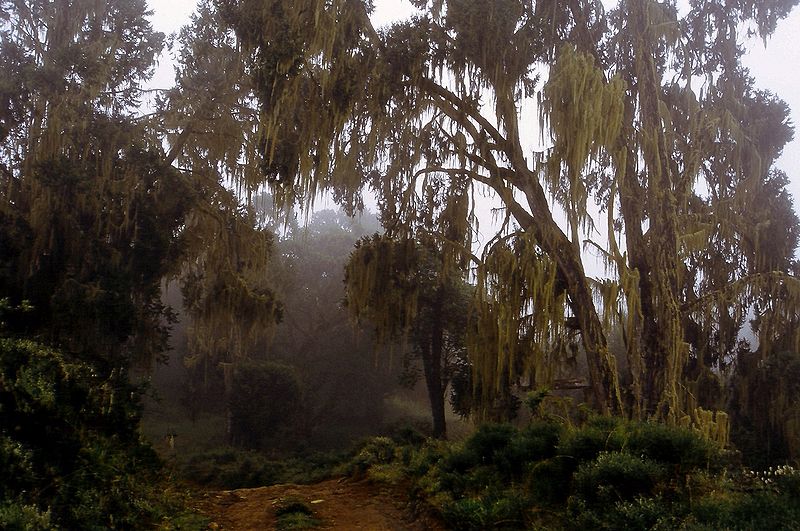 File:Timberline forest with lichens.jpg