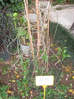 Tinospora sinensis - Hong Kong Botanical Garden - IMG 9602.JPG