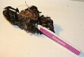 Discarded toothbrush swallowed and later regurgitated as flotsam by albatross