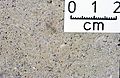 Limestone sample (cut/polished) from Trias/Muschelkalk, Harzvorland/Lamspringe/Heber, Northern Germany