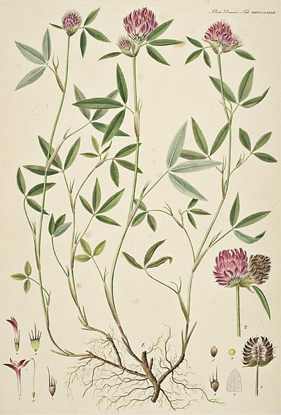 File:Trifolium alpestre Flora Danica.jpg