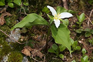 Trillium ovatum var. Ovatum in the Mount Baker-Snoqualmie National Forest