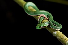 Juvenile male Trimeresurus-popeorum-Pope's-pit-viper-(male-juvenile)-Kaeng-Krachan-National-Park.jpg