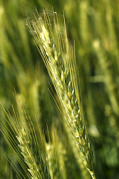 File:Triticale (Orval) Cl J Weber02 (23788570300).jpg