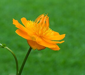 Fleur d'un trolle de Chine de cultivar 'Golden Queen'. (définition réelle 3 203 × 2 816)