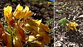 Tropaeolum polyphyllum - 001 by Inao Vásquez.jpg
