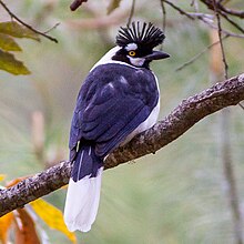 A tufted jay, with purplish back and distinct black crest