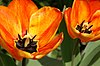 Tulipe serie 04.jpg