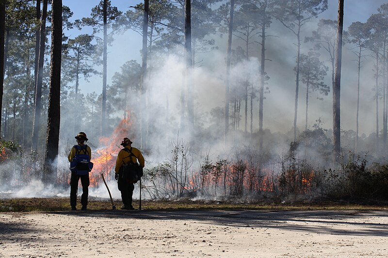 File:Two firefighters monitor a controlled burn in a pine forest (8a486aef-81c4-4f80-b451-2ec5355ce8c6).JPG