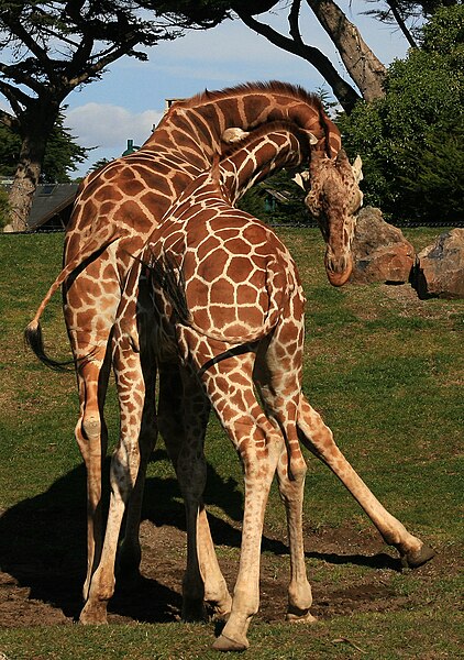 File:Two male giraffes are necking in San Francisco Zoo 1.jpg