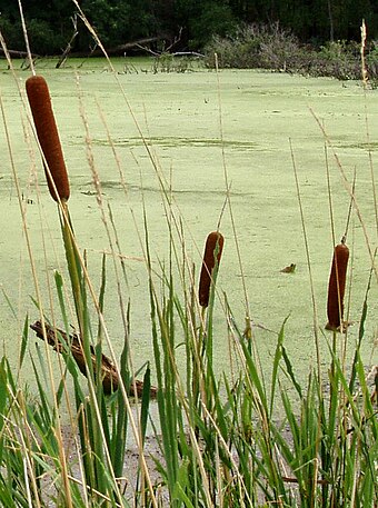 В сравнении с ряской рогоз крупнее мельче. Камыш и рогоз. Рогоз Cattail. Болотная трава рогоз. Рогоз Лаксмана.