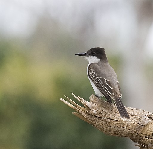 Tyrannus caudifasciatus -Parque Nacional La Guira, Pinar del Rio Province, Cuba-8 (2)