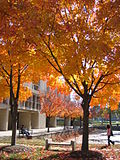 Thumbnail for File:UMBC in autumn.jpg