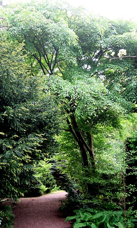 Ulmus lamellosa (botanische tuin kerkrade) 1.jpg