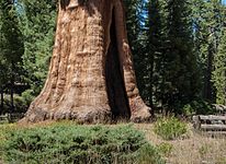 United States - California - Sequoia National Park - 11.jpg