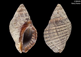<i>Usilla avenacea</i> Species of gastropod
