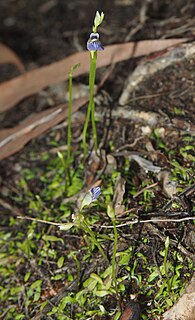 <i>Utricularia caerulea</i> Species of plant