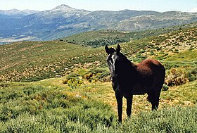 Cheval Serrano dans la Valle del Lozoya en 1979