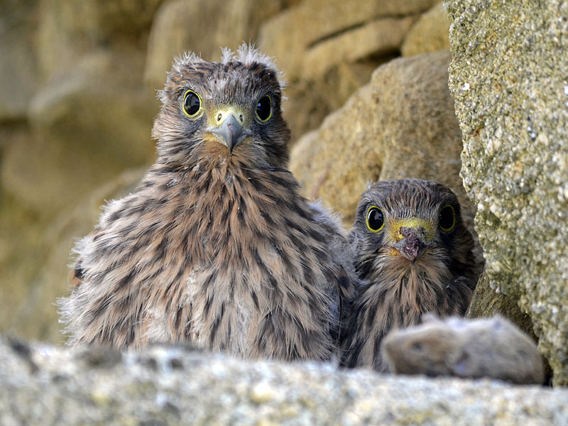 File:Vendée - Falco tinnunculus 02.jpg