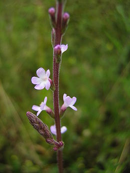 Verbena officinalis2.jpg