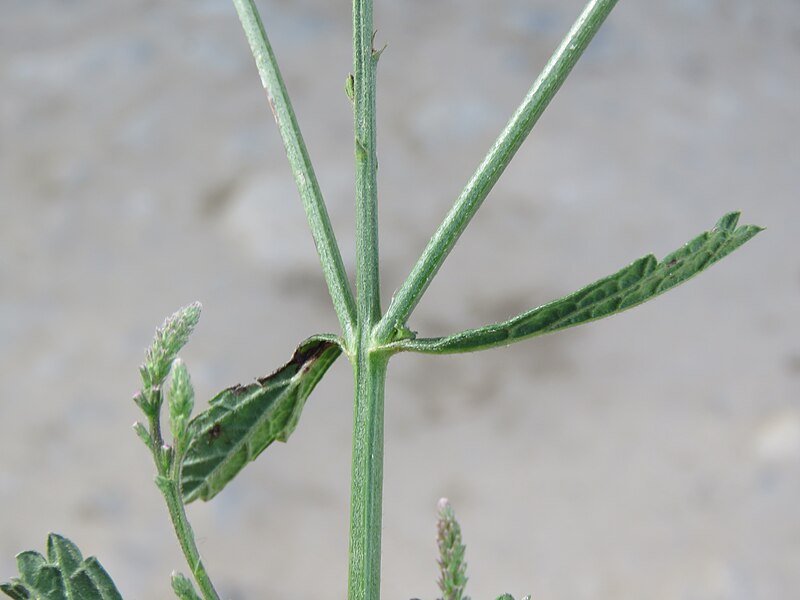 File:Verbena officinalis - Vervain at Paro during LGFC - Bhutan 2019 (11).jpg