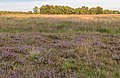 Verruigde heide in mild avondlicht. Locatie, natuurgebied Delleboersterheide – Catspoele.