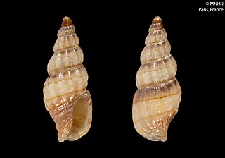 <i>Vexillum volae</i> Species of gastropod