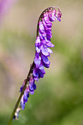 Vicia ervilia