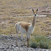 Vikunijų pietinio porūšio (Vicugna vicugna vicugna) individas ~4 000 m aukštyje netoliese Čajnantoro plynaukštės (Čilė)